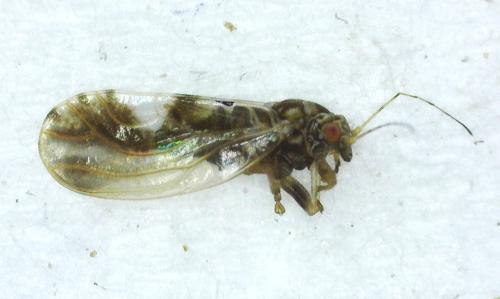 Réf. 336 136 : Cacopsylla fulguralis